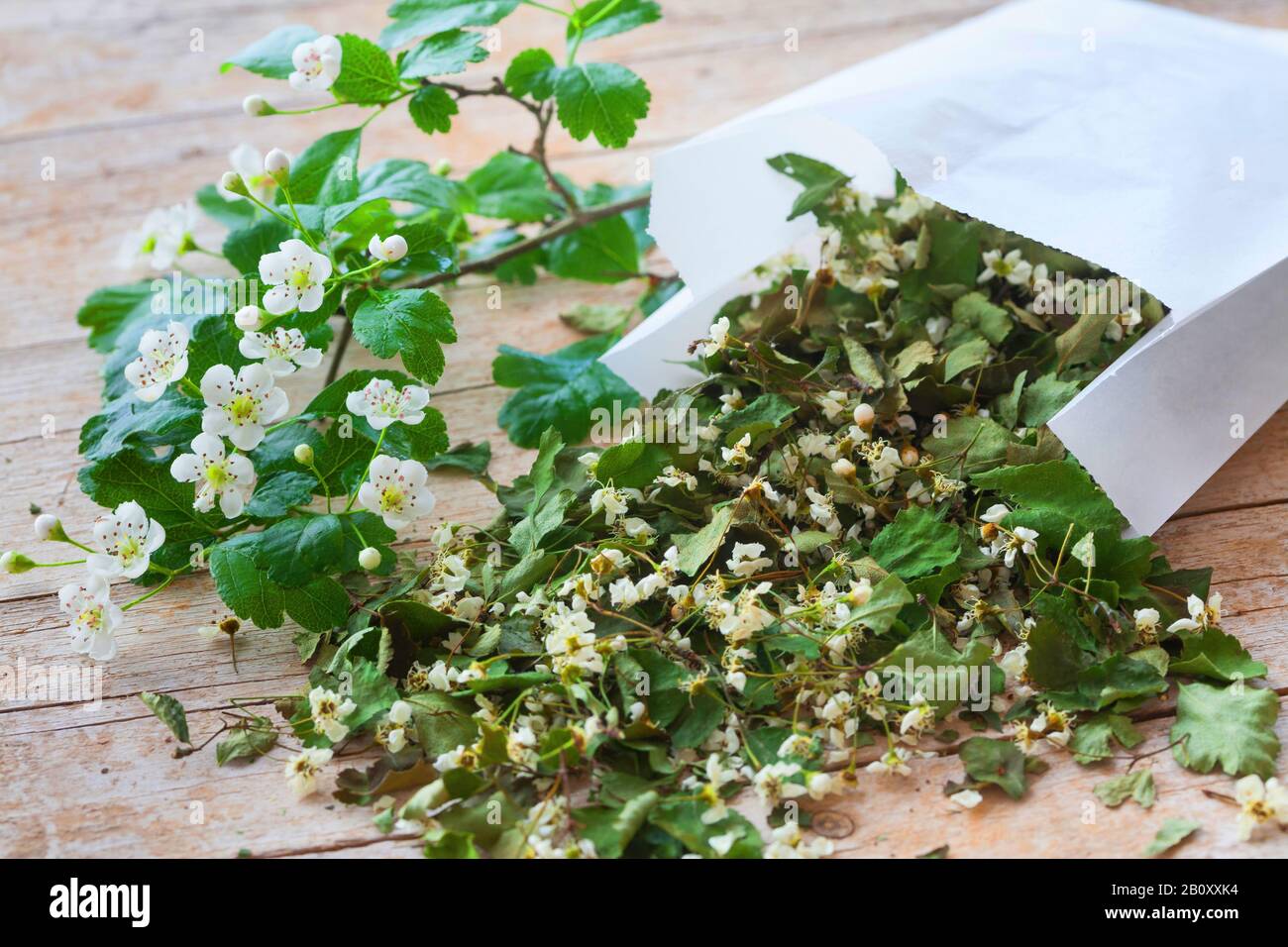 Biancospino inglese, biancospino midland (Crataegus laevigata), fiori secchi, Germania Foto Stock