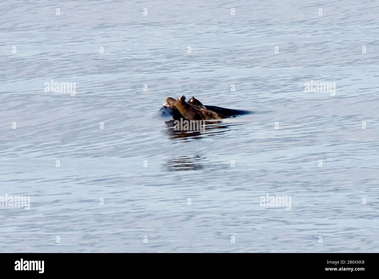 La balena dense-beaked di Blainville (Mesoplodon densirostris), in superficie, Ascension Foto Stock