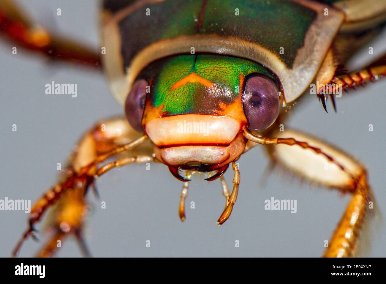 Grande scarabeo (Dytitscus marginalis), femmina, ritratto, Germania, Baden-Wuerttemberg Foto Stock