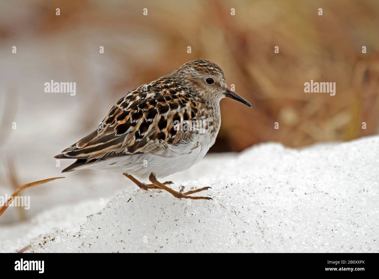 Meno sandpiper (Calidris minutilla), su ghiaccio, Stati Uniti, Alaska Foto Stock