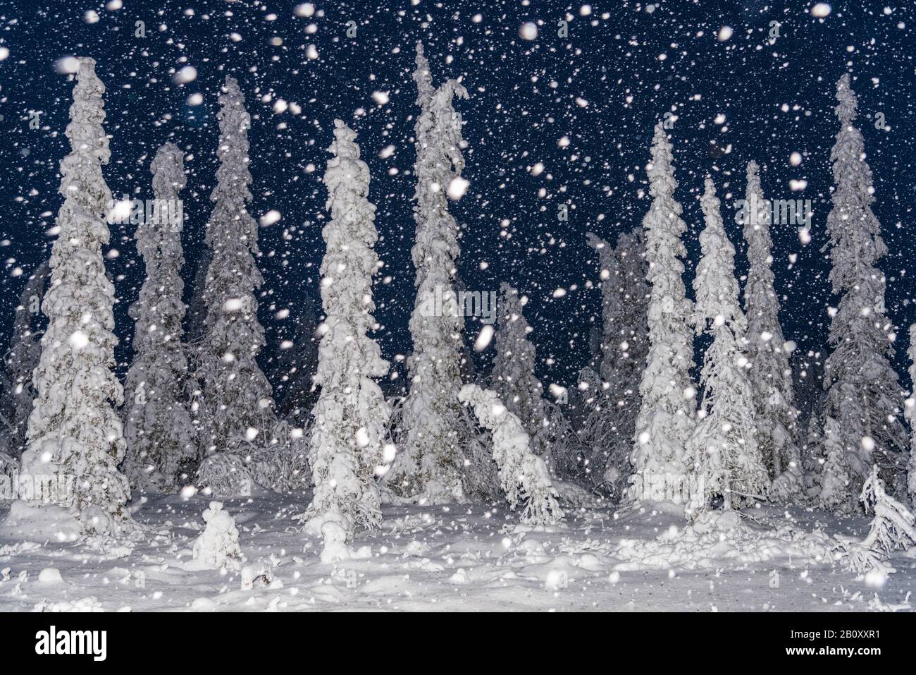 Nevicate di notte nella riserva naturale di Stubba, Scandinavia, Lapponia, Norrbotten Foto Stock