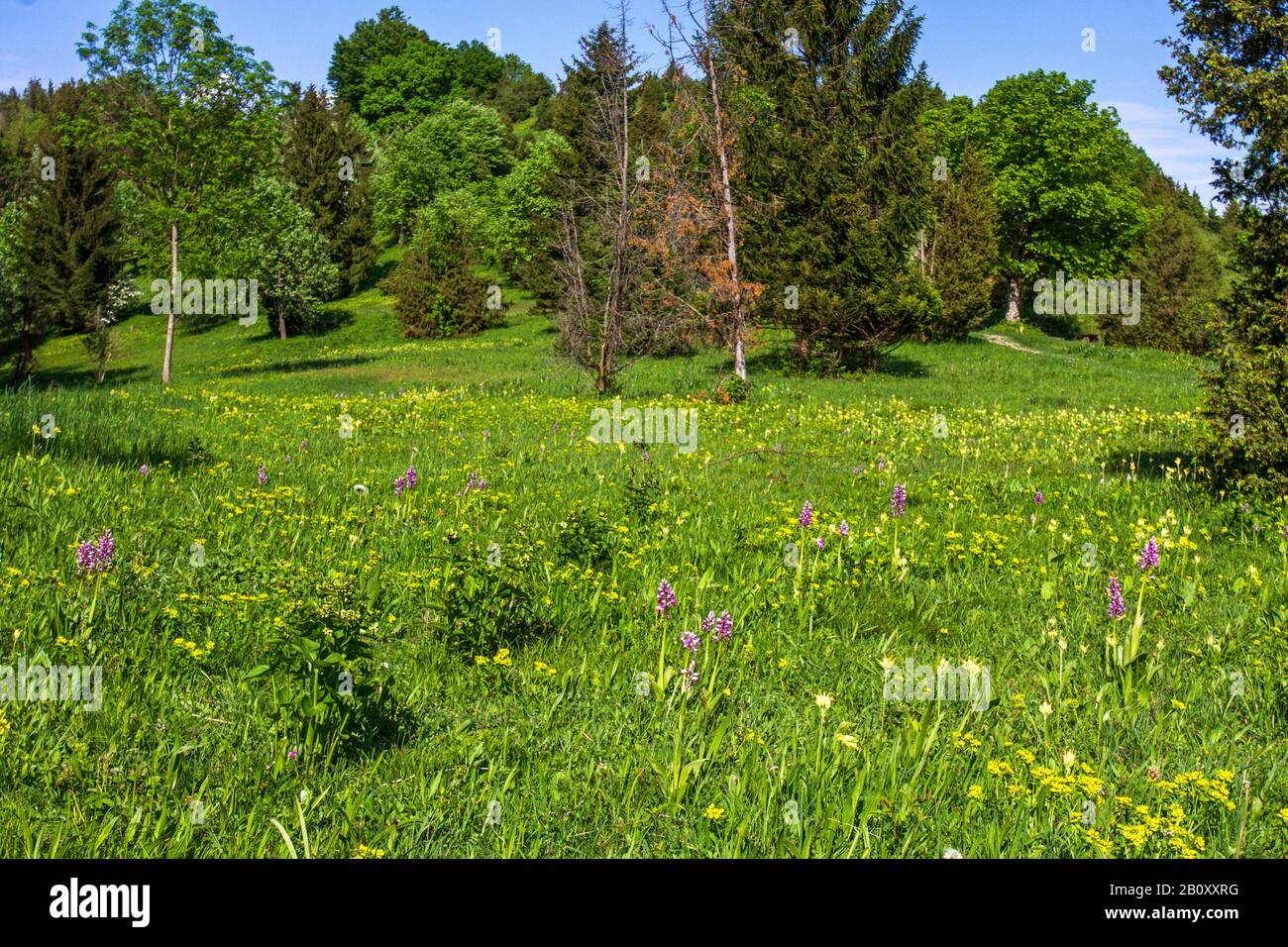 Orchidea militare (Orchis militaris), fiorendo in un prato, Germania, Baden-Wuerttemberg, Swabian Alb, Reichenbach im Taele Foto Stock