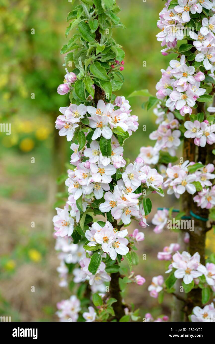 Albero di mele (Malus domestica), albero di mele della colonna in fiore Foto Stock