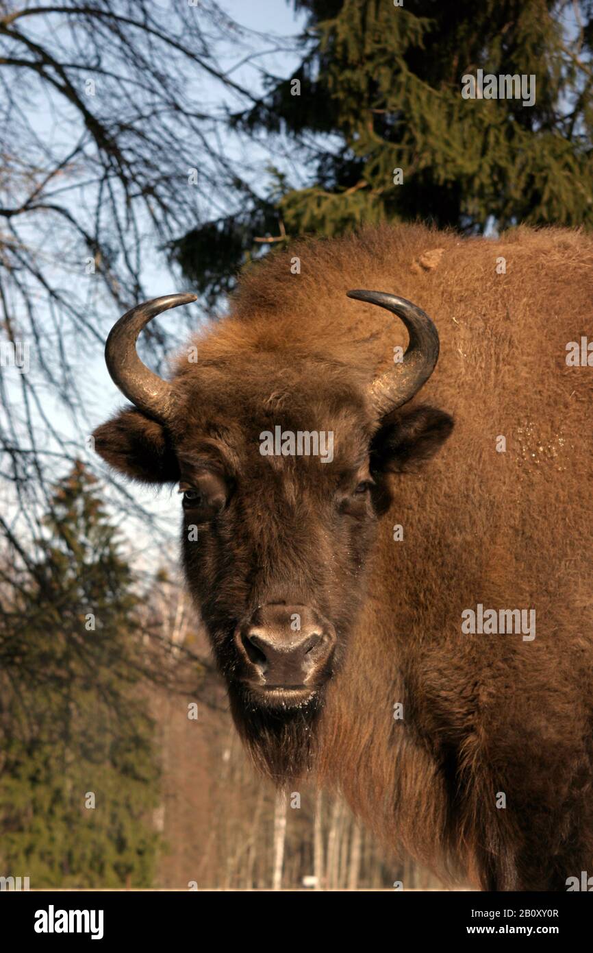 Bisonte europeo, wipent (Bison bonasus), ritratto, guardando verso la macchina fotografica, Polonia, Parco Nazionale di Bialowieza Foto Stock