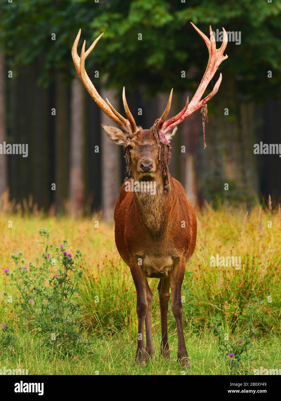 Cervi rossi (Cervus elaphus), dopo aver rimosso il velluto, vista frontale, Germania, Sassonia, Monti Erz Foto Stock