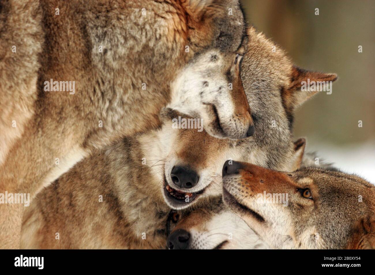 Lupo grigio europeo (Canis lupus lupus), famiglia, Polonia, Parco Nazionale di Bialowieza Foto Stock