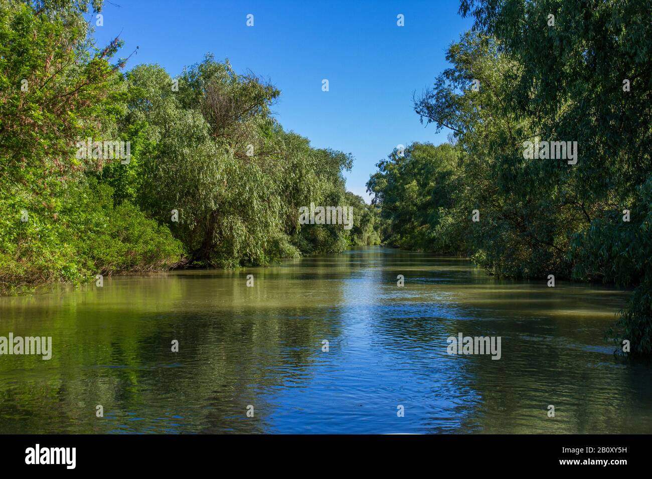 Foresta alluvionale nel Delta del Danubio, Romania, Delta del Danubio Foto Stock
