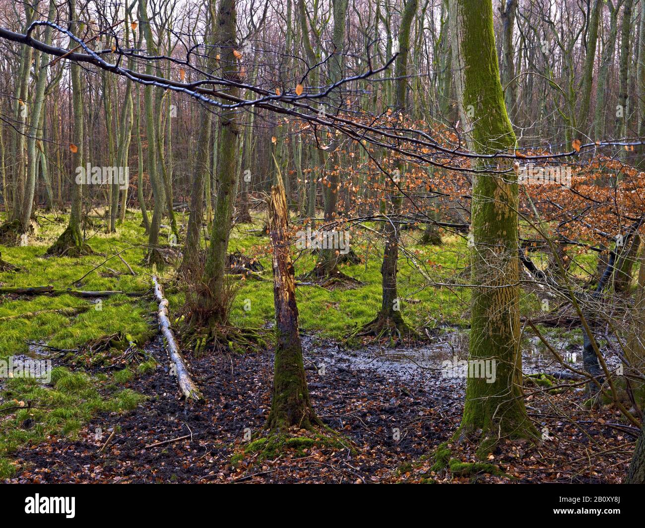 Foreste Di Paludi Nel Parco Nazionale Di Jasmund, Nell'Isola Di Ruegen, Nel Meclemburgo-Pomerania Occidentale, In Germania, Foto Stock