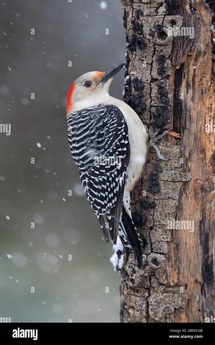 Un picchio rosso-belled femmina agganciato ad un albero durante una neve del North Carolina. Foto Stock