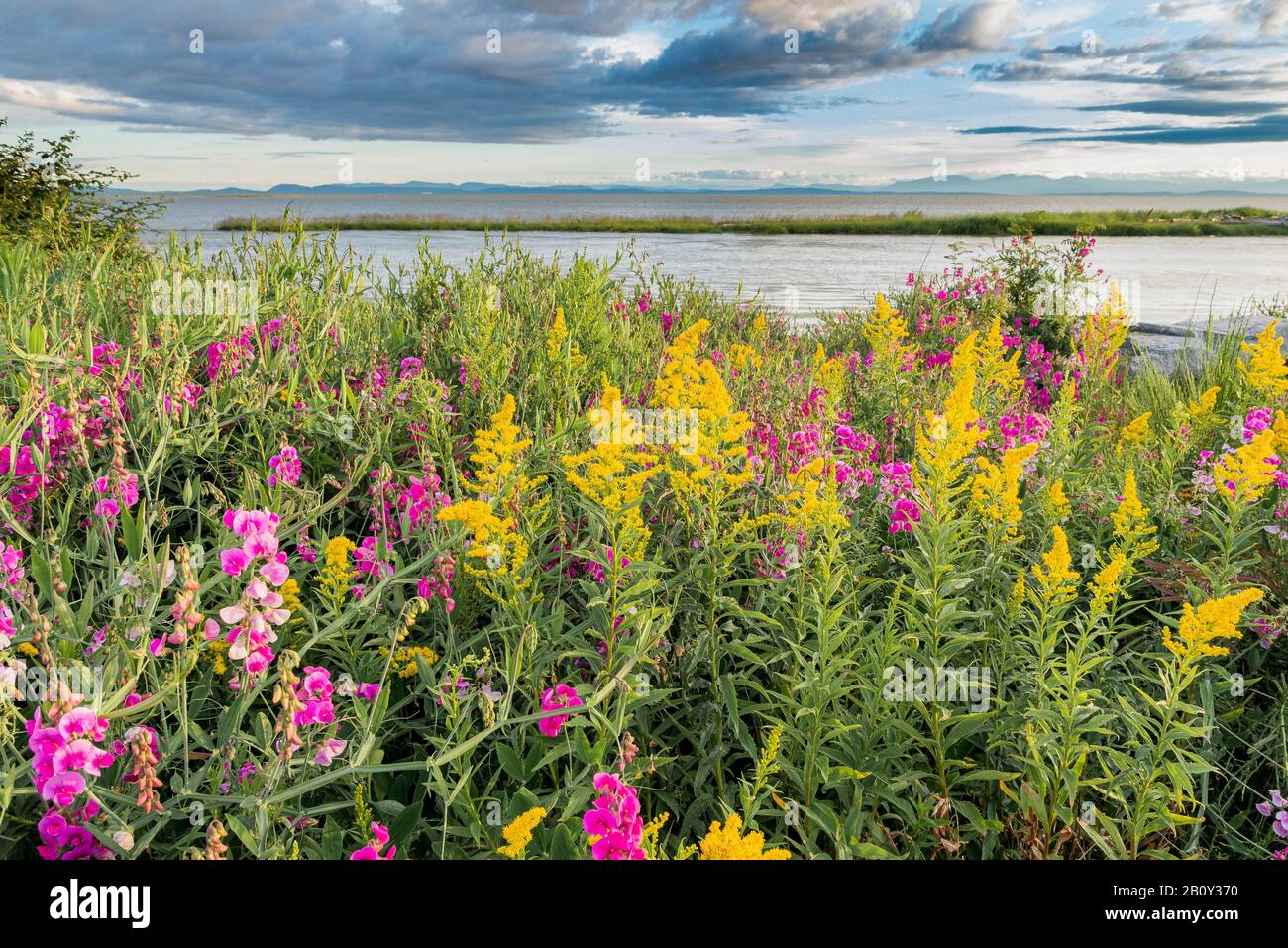 Fiori di piselli da golf e da spiaggia, Garry Point Park, Steveston, Richmond, British Columbia, Canada Foto Stock