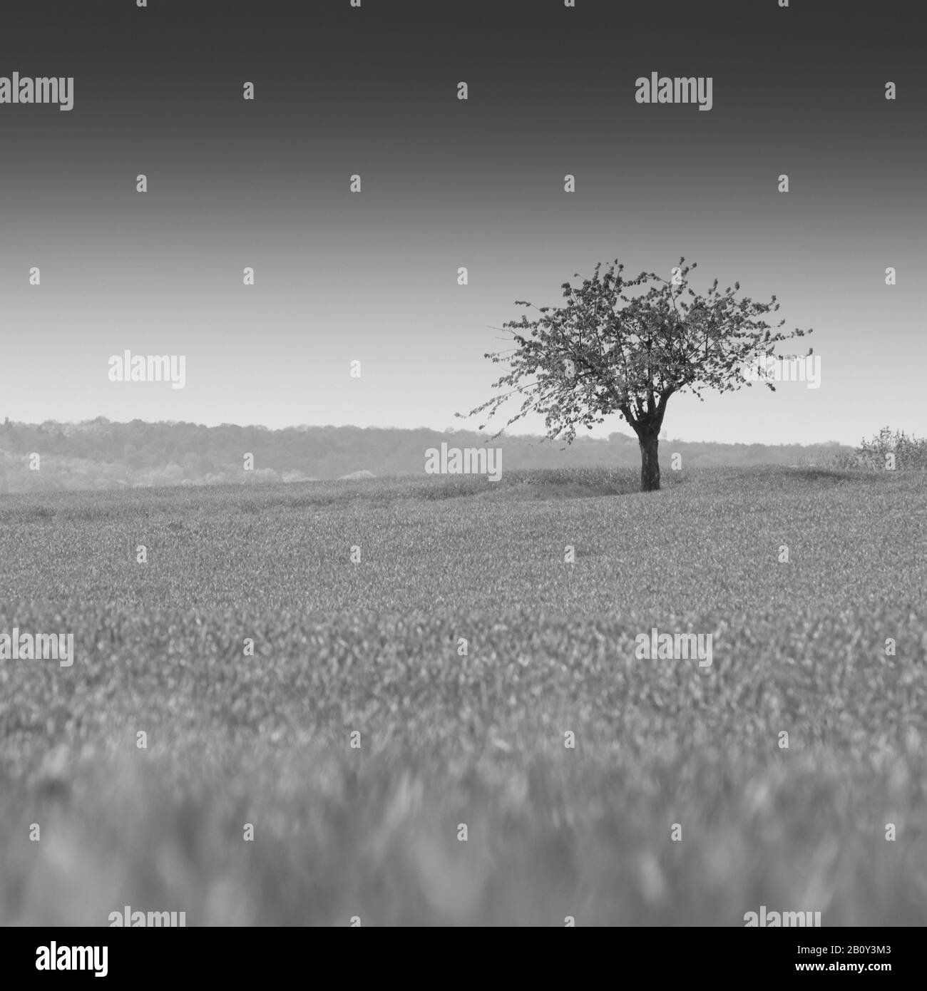 Albero singolo in un campo, Foto Stock