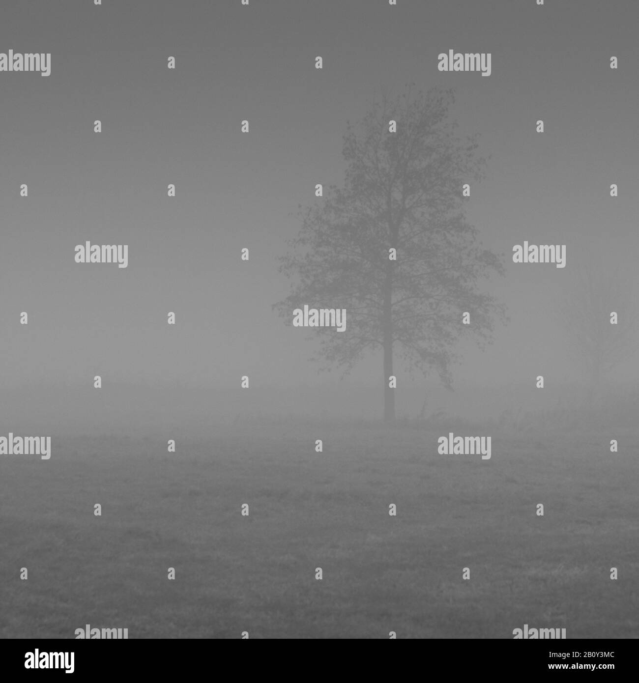 Albero singolo in un prato nella nebbia, Foto Stock