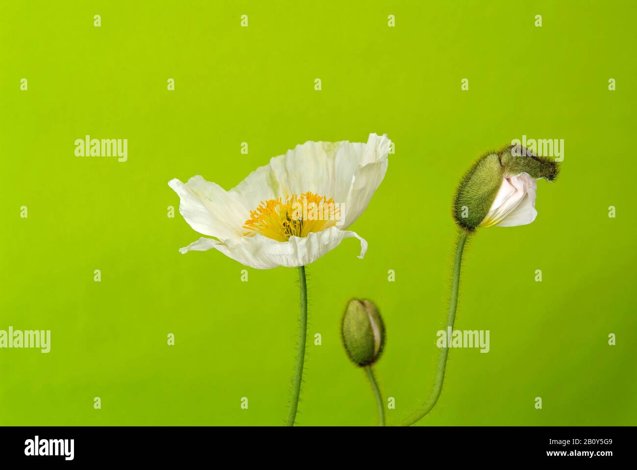 Papavero bianco, Papaver rhoeas Foto Stock