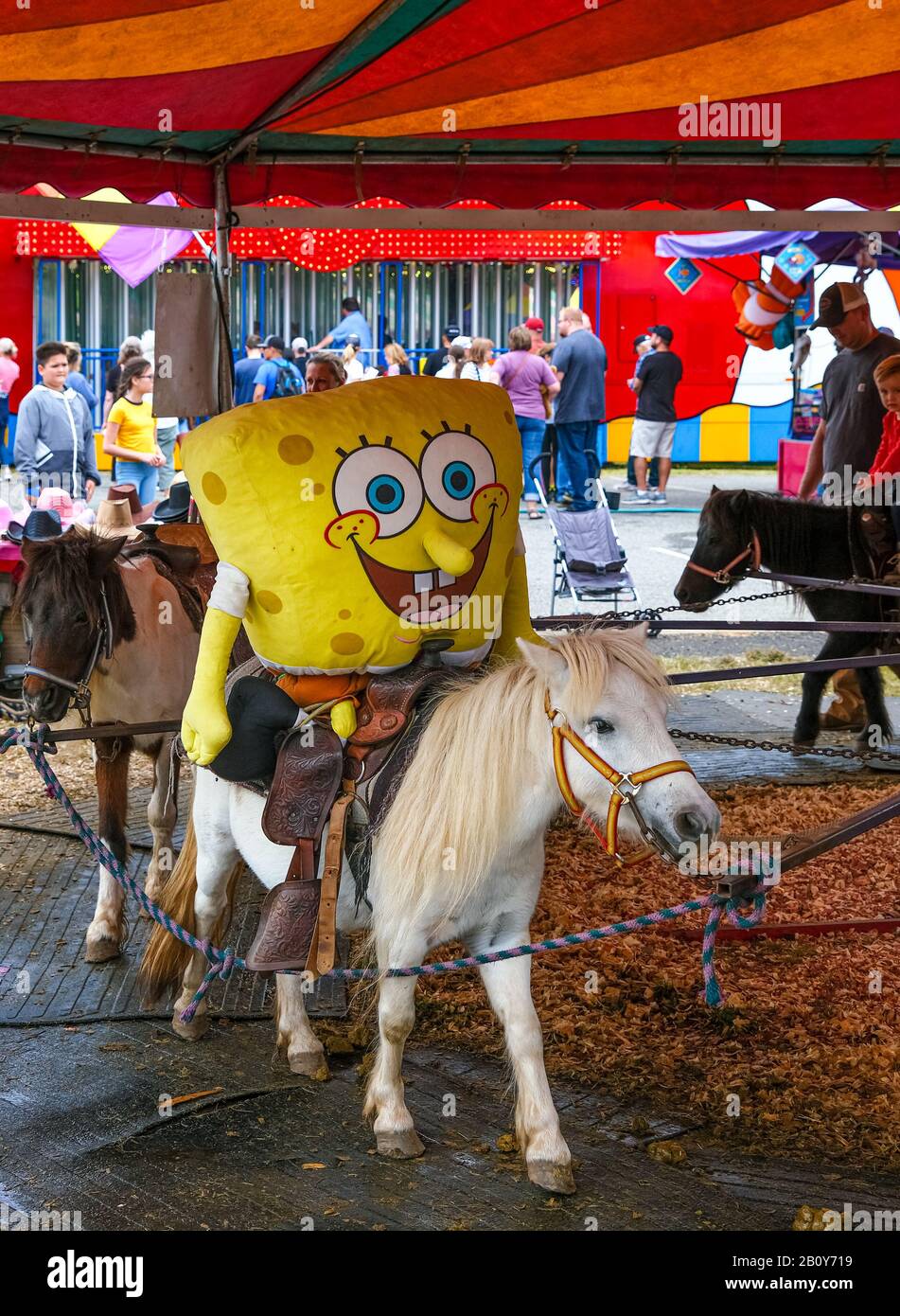 Bob Spugna Su Pony Foto Stock