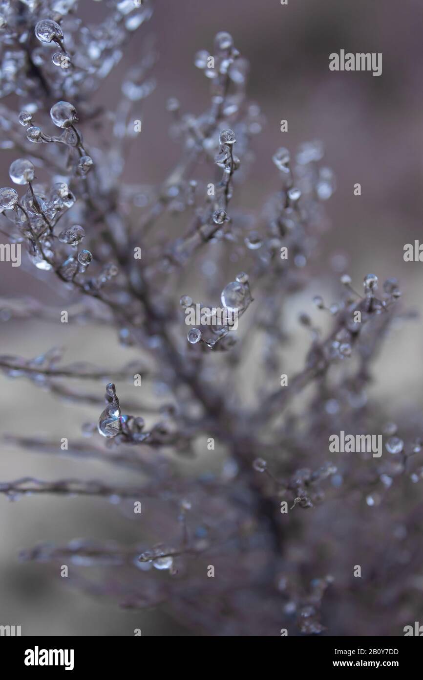 È davvero magico come il ghiaccio possa apparire come gioielli. Gelate pietre piccole gemma che ballano tra i rami come ancora come può essere. Così magnifico. Foto Stock
