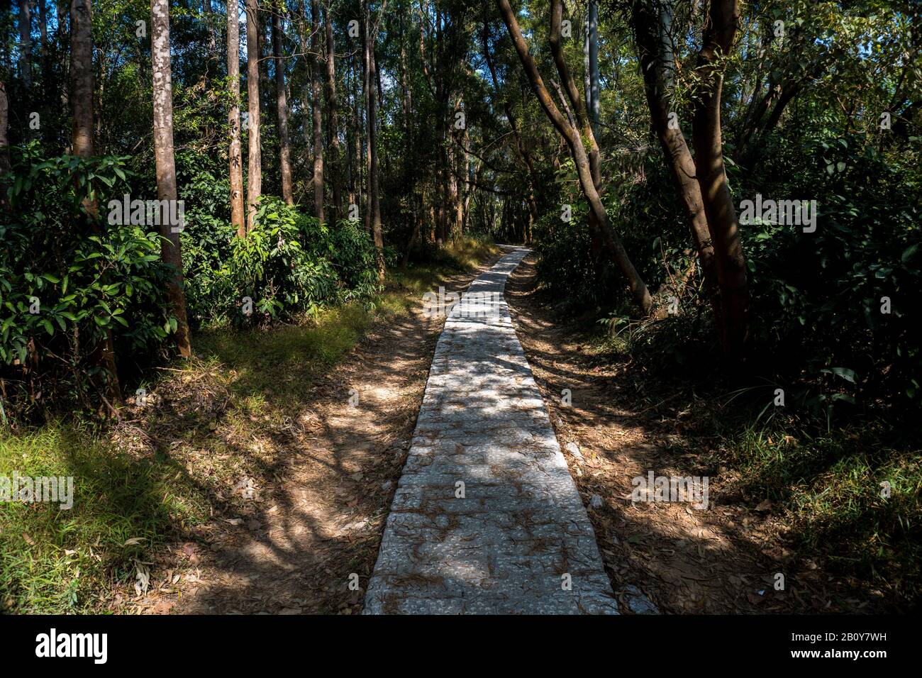 Sentiero, sentiero, strada di campagna, sentiero, vicolo, corsia nella foresta di Hong Kong come sfondo Foto Stock