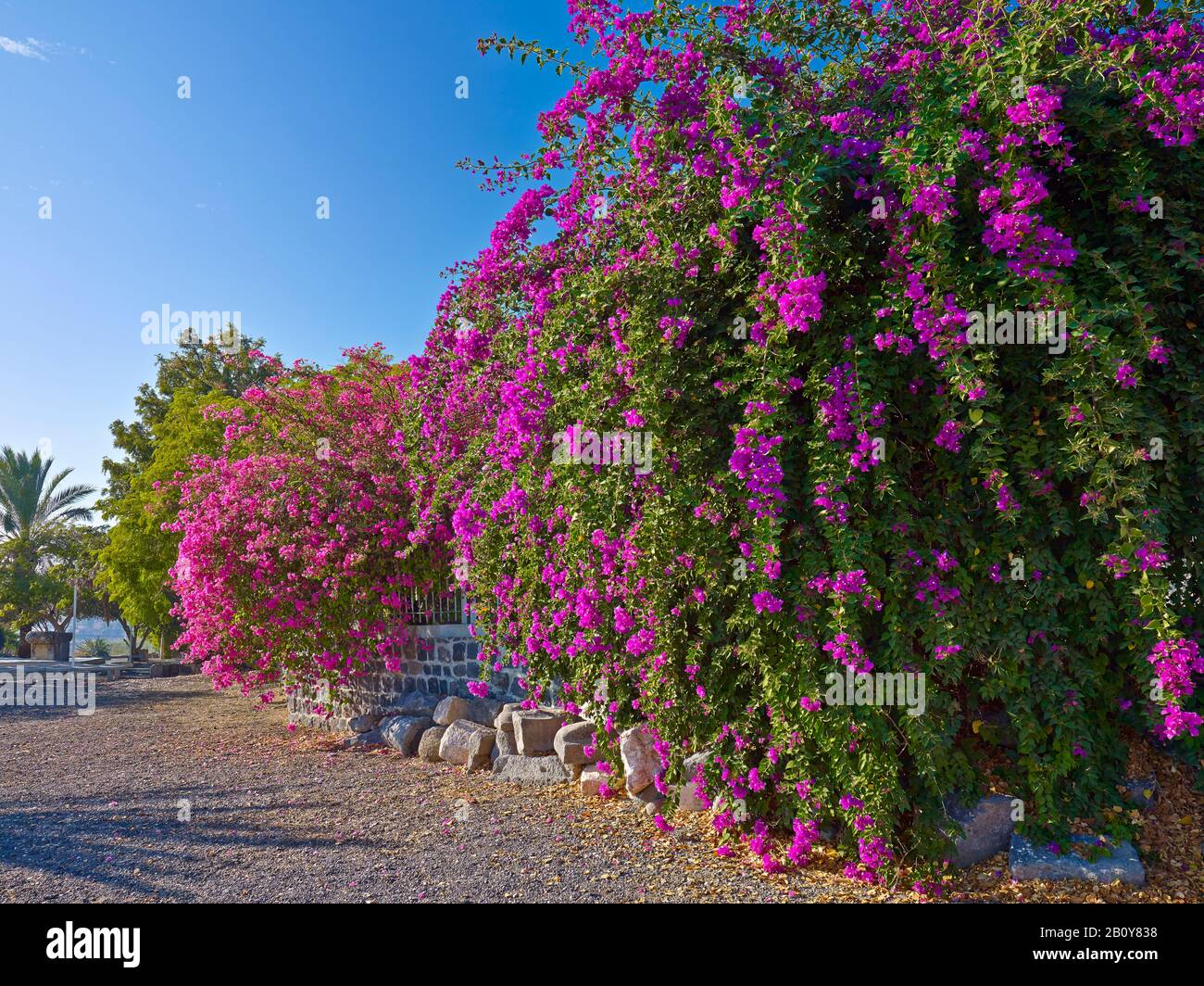 Bougainvillea a Cafarnao sul mare di Galilea, Israele, Foto Stock