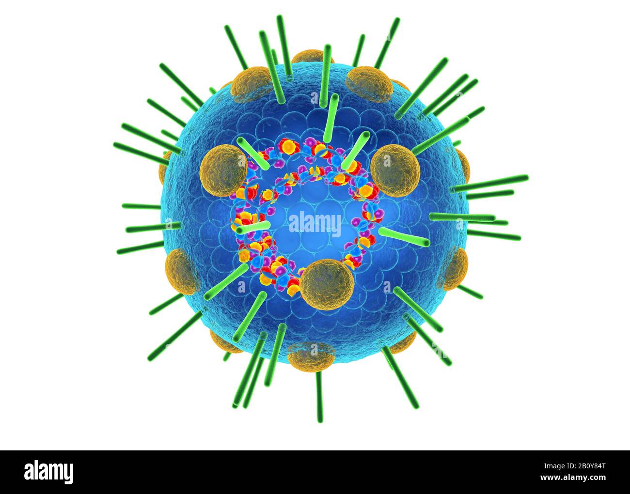 Myxovirus, illustrazione Foto Stock