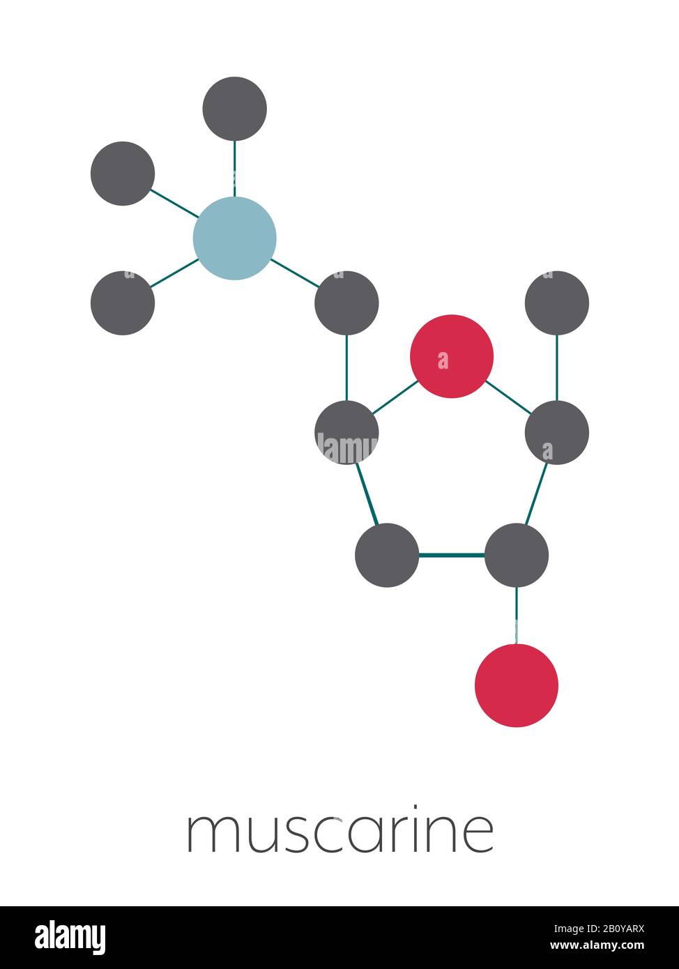 Molecola di tossina muscarina a fungo, illustrazione Foto Stock