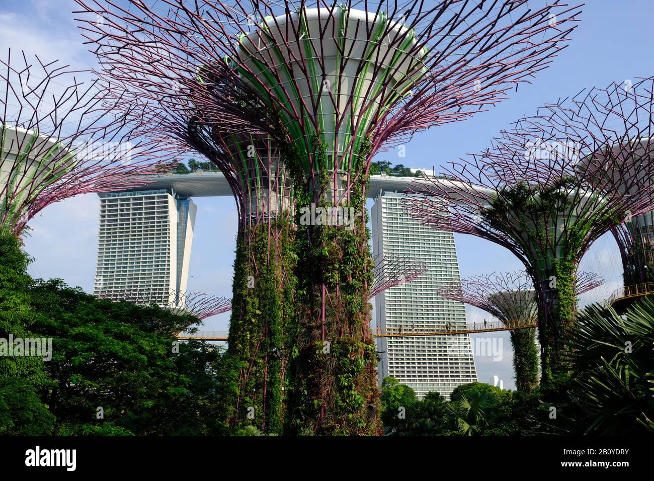 Singapore - Giardini vicino alla passeggiata sulla cima dell'albero dei Giardini della Baia Foto Stock