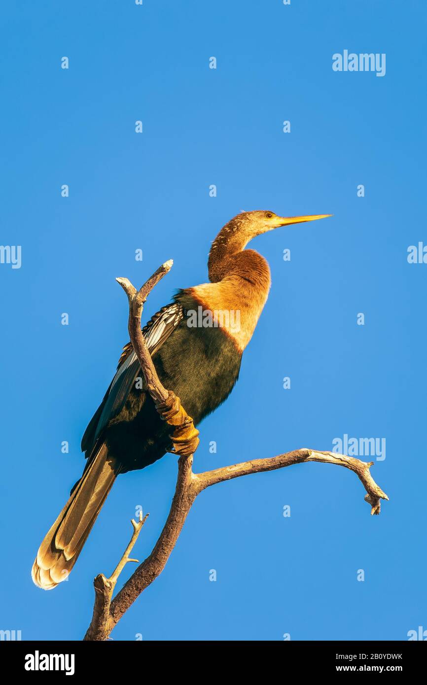 Femmina Anhinga (Anhinga anhinga) perching su un albero di defad. Big Cypress National Preserve. Florida. STATI UNITI Foto Stock