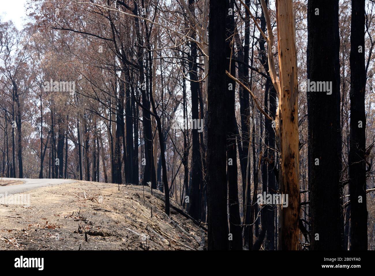 La devastazione a seguito degli incendi a Buchna Foto Stock