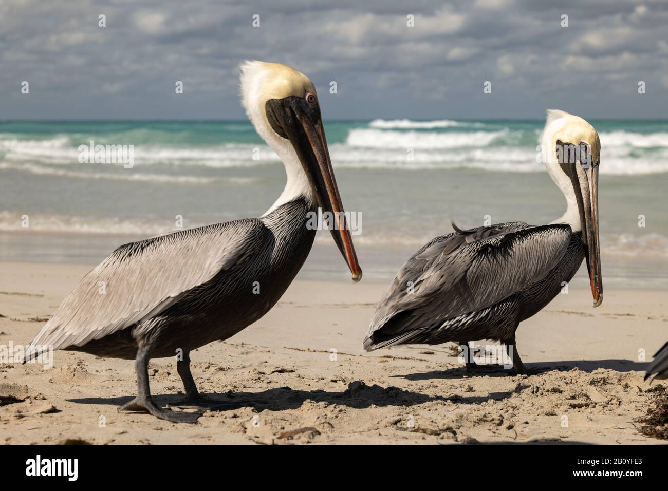 Famiglia pelicana marrone sulla spiaggia, onde oceaniche e nuvole sullo sfondo Foto Stock
