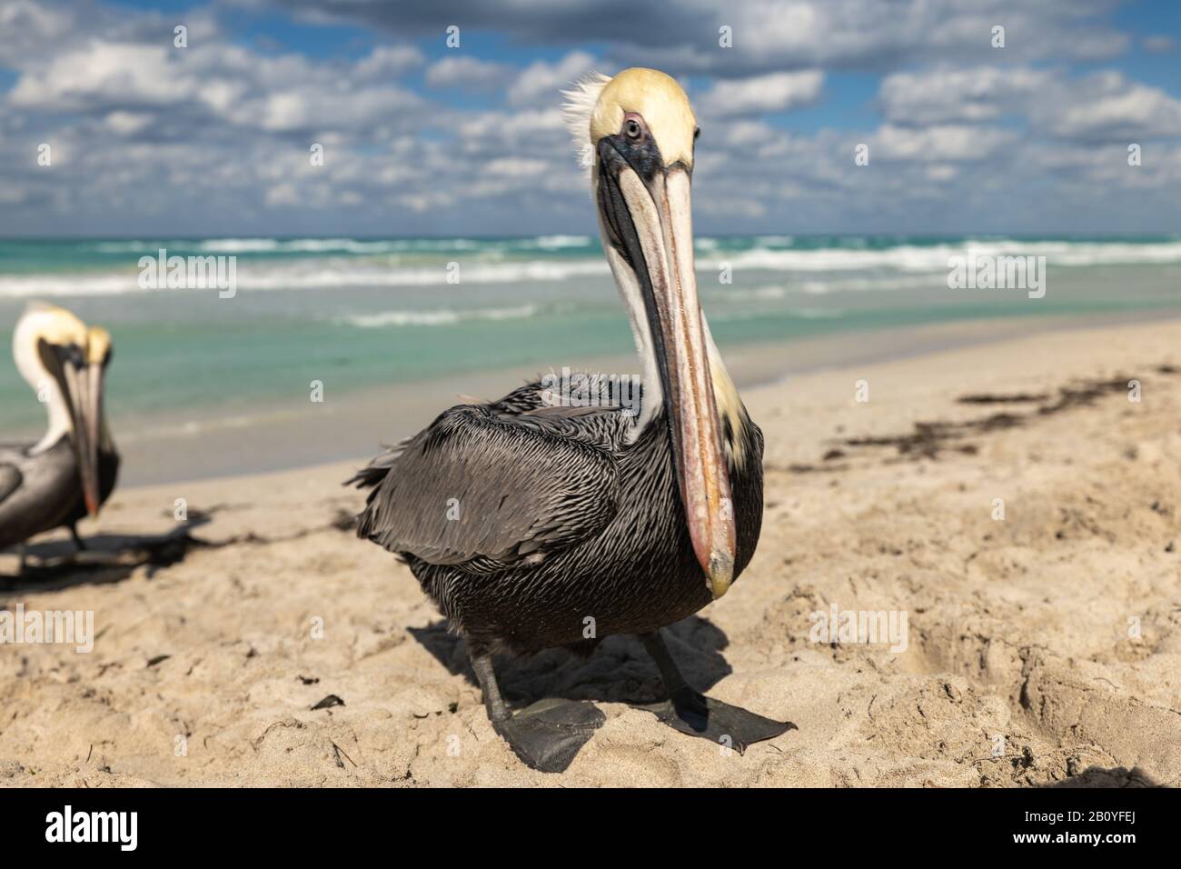 Famiglia pelicana marrone sulla spiaggia, onde oceaniche e nuvole sullo sfondo Foto Stock