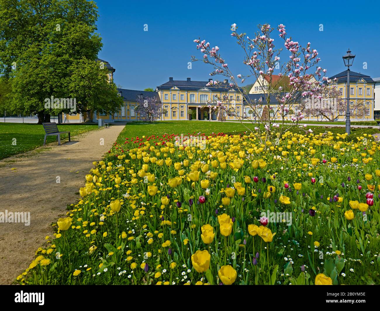 Orangerie con tulipani a Gera, Turingia, Germania, Foto Stock