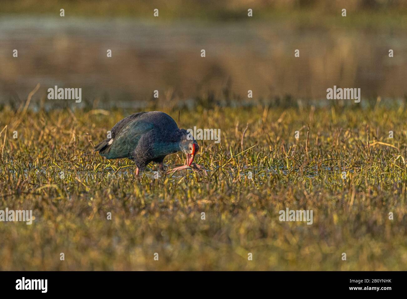 Uccelli nel selvaggio! Foto Stock