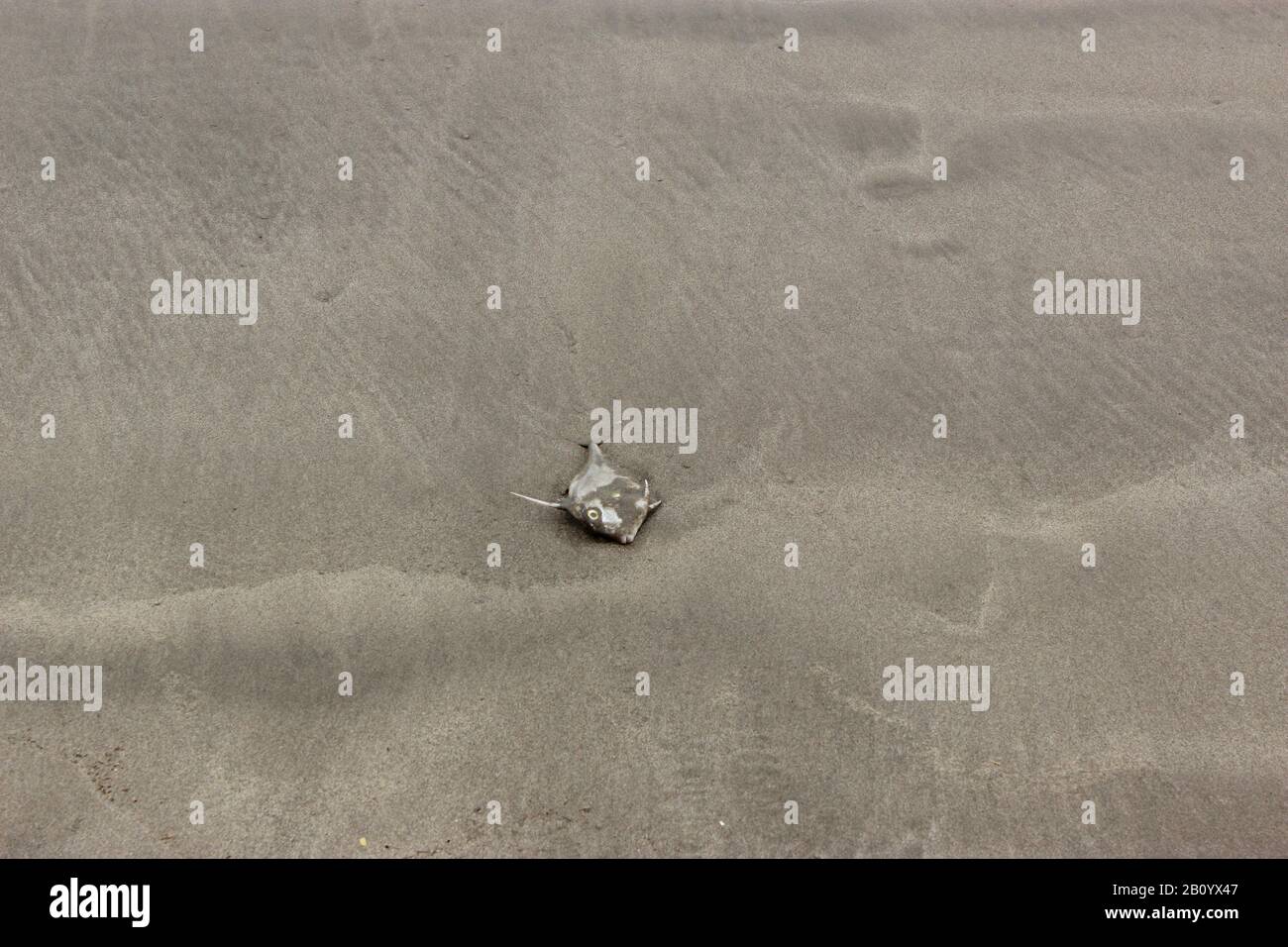 I pesci morti sulla spiaggia Foto Stock