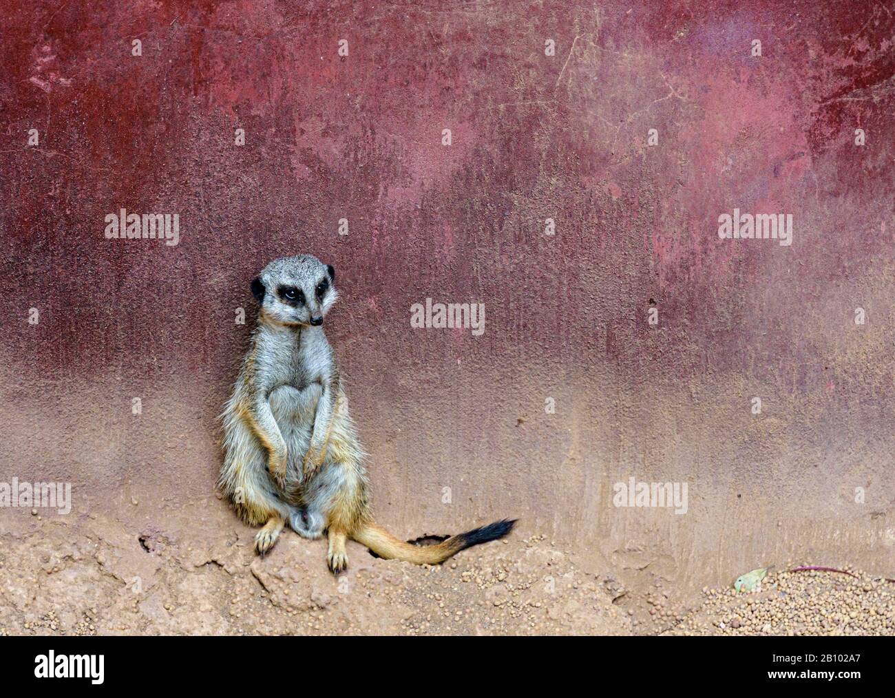 Un Meerkat Dalla Coda Snella allo Zoo di Perth, Australia Occidentale Foto Stock