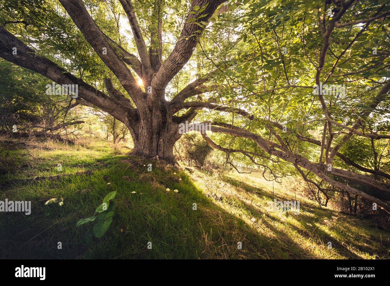 Albero in controluce con funghi sul prato, Mönchsberg, Jena Foto Stock