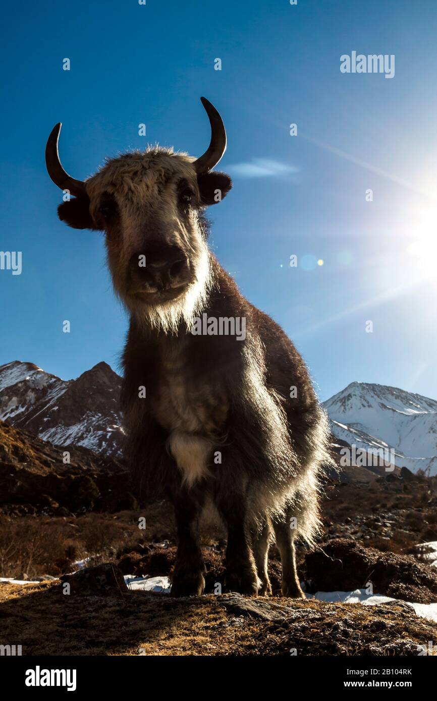 Yak nella Valle del Langtang, Nepal Foto Stock