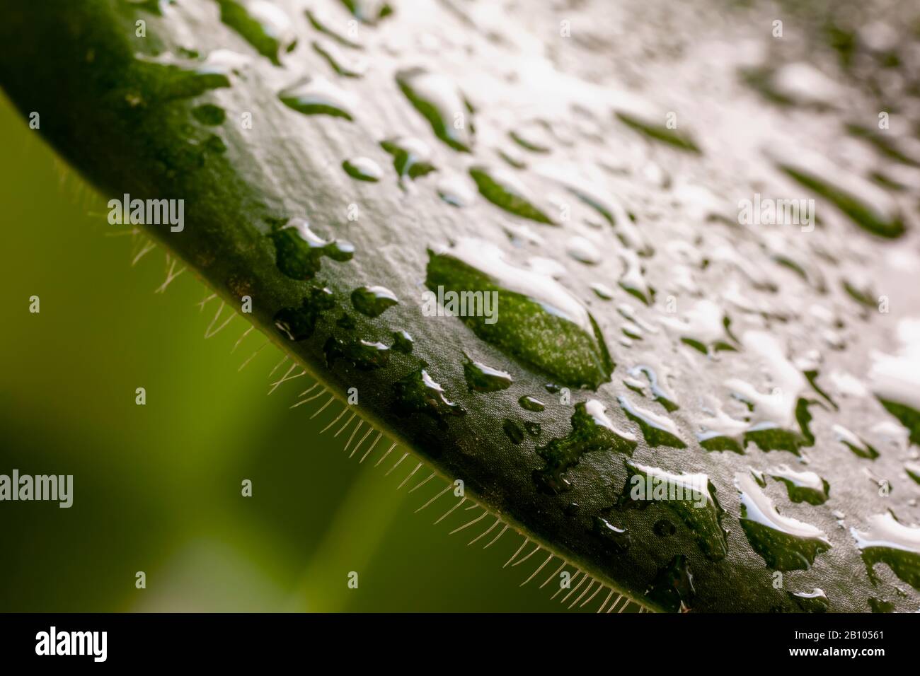 Macro Haemanthus foglie di albiflos con punte e gocce d'acqua che brillano alla luce del sole. Pianta da fiore nella famiglia Amaryllidaceae Foto Stock