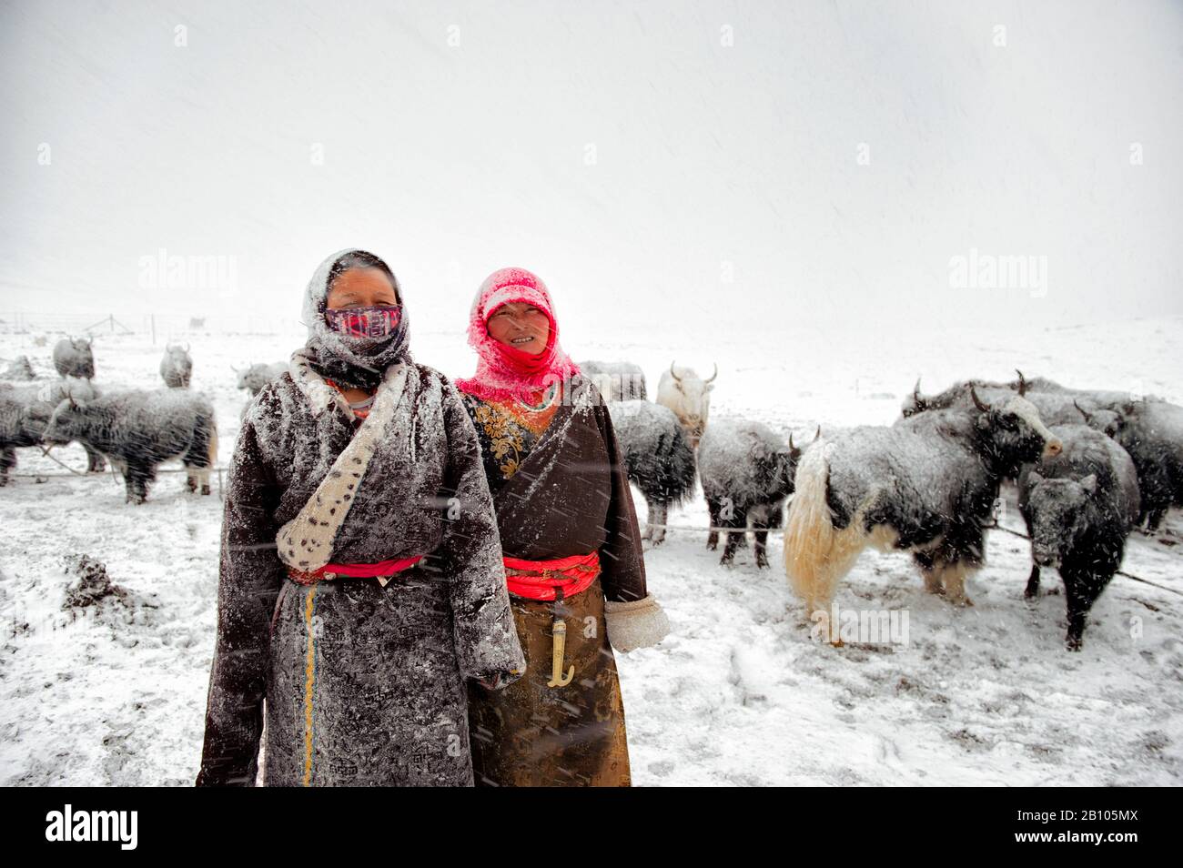 donne nomadi tibetane facendo il duro lavoro di organizzare i tuoni intorno al campeggio durante una beatitudine nelle alture dell'altopiano tibetano Foto Stock