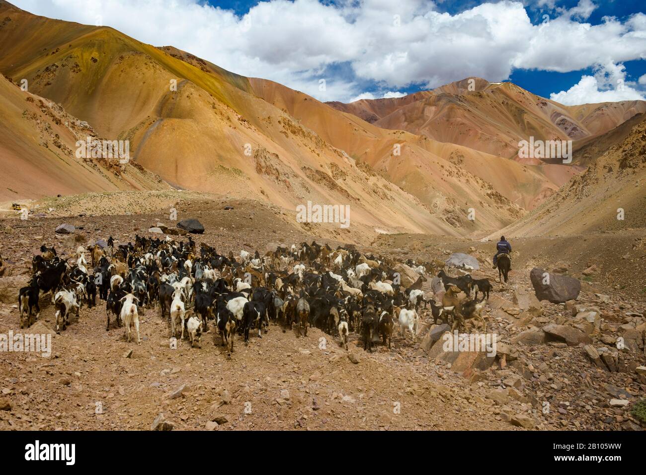 Mandria di capre e pastori nelle alte Ande, Passo Agua Negra, Cile-Argentina Foto Stock