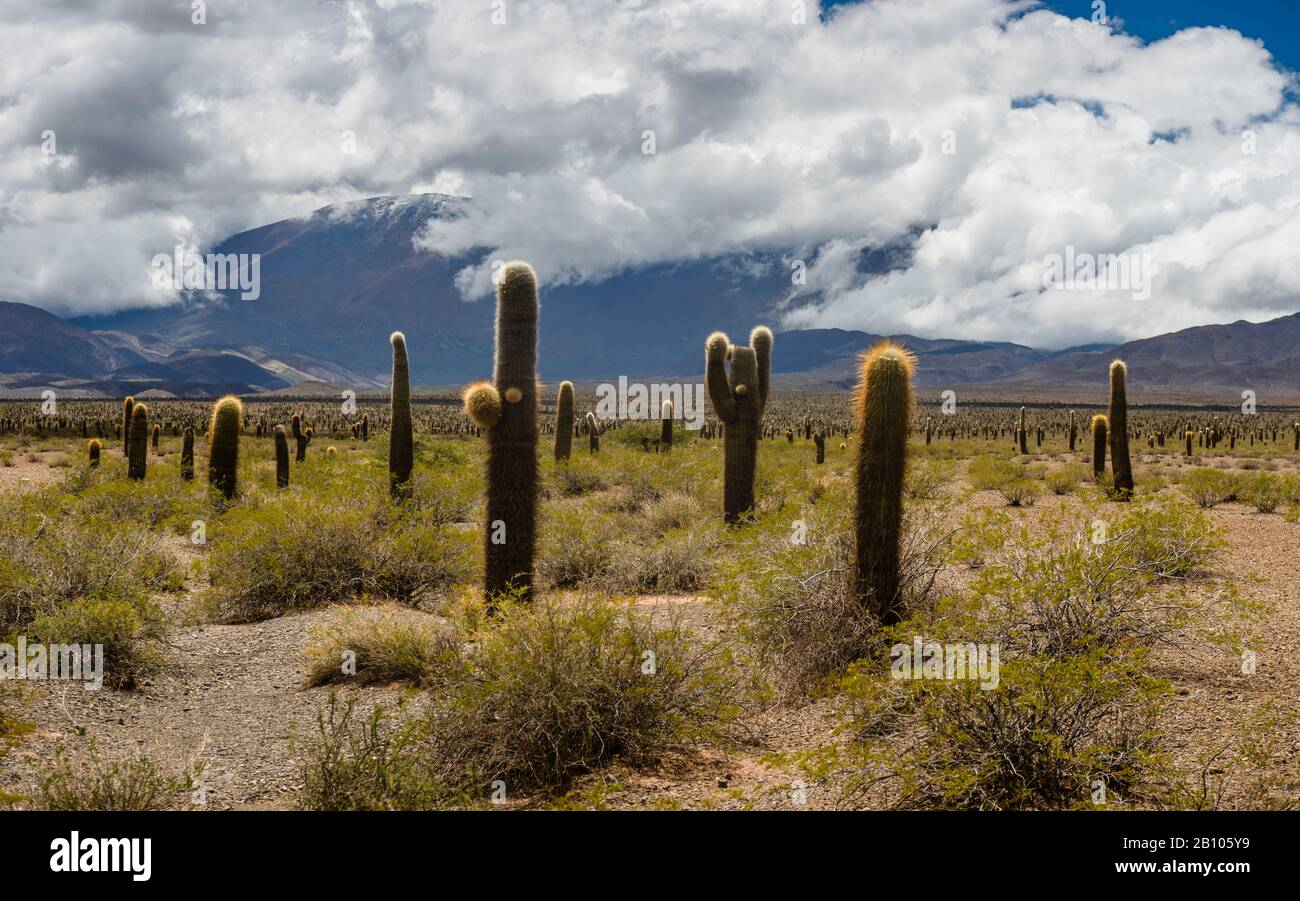 Parco Nazionale Di Los Cardones, Argentina Settentrionale Foto Stock