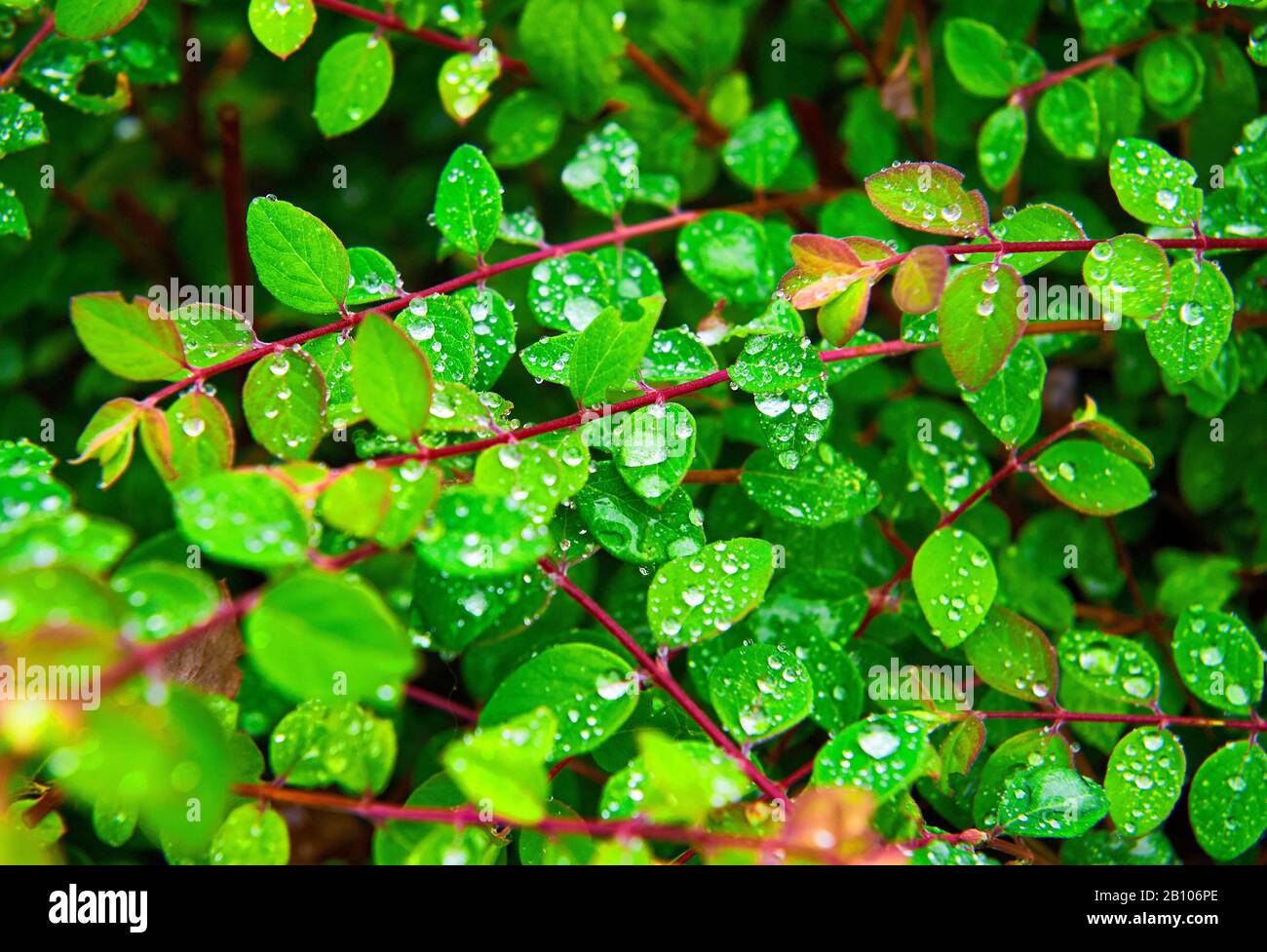 Foglie verdi piccole con gocce di pioggia Foto Stock