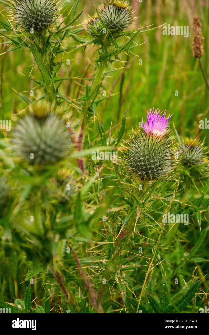 Primo piano degli scozzesi Thistles ( Onopordum acanthium ) Scozia UK Foto Stock