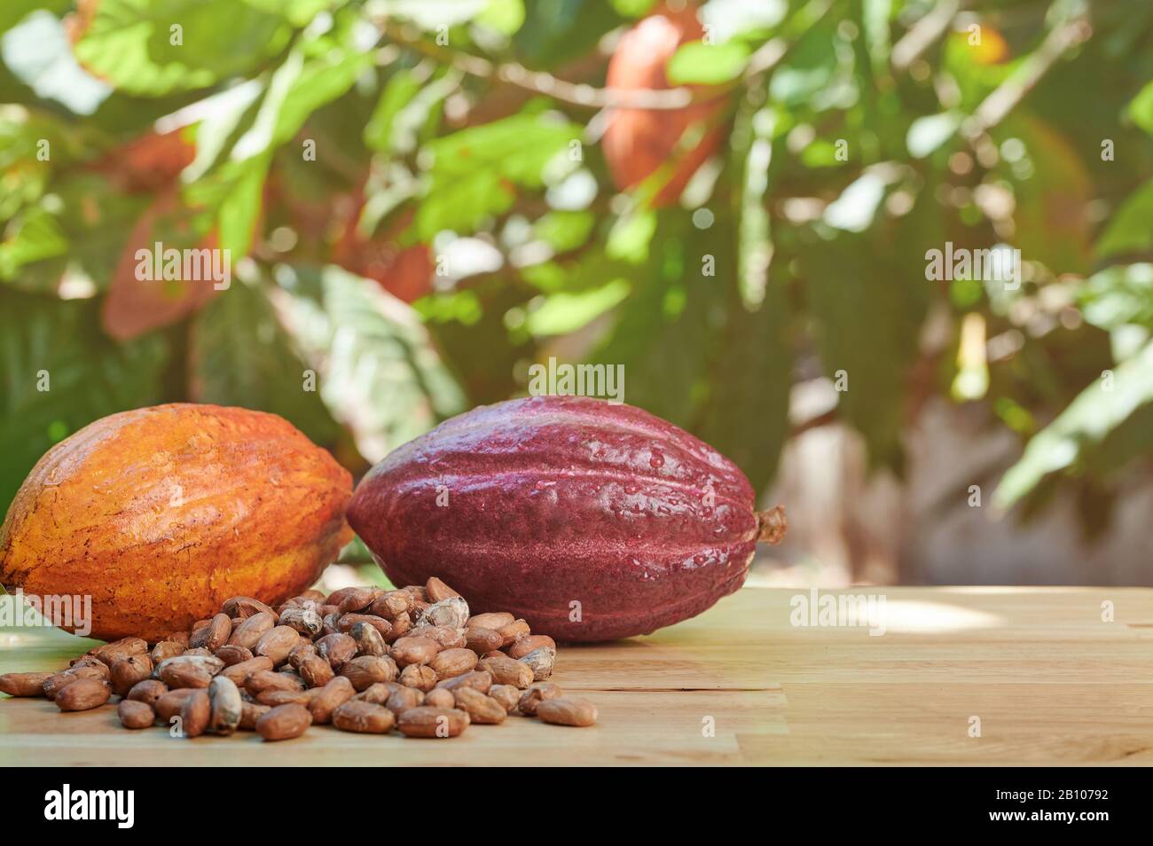 Macro di colorati baccelli di cacao fresco su tavolo di legno Foto Stock