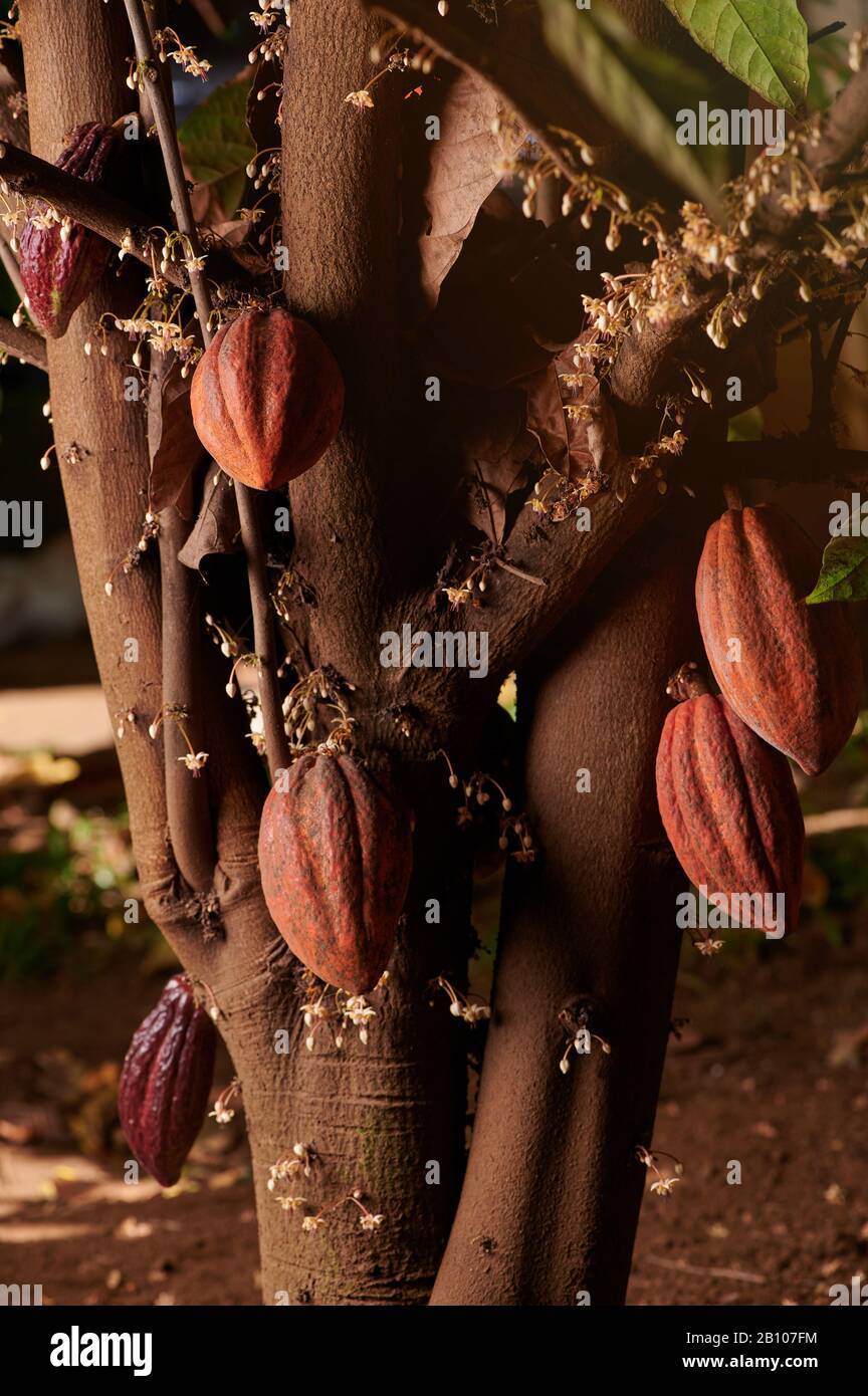 Agricoltura cacao pods tema. Frutti di cacao sull'albero Foto Stock