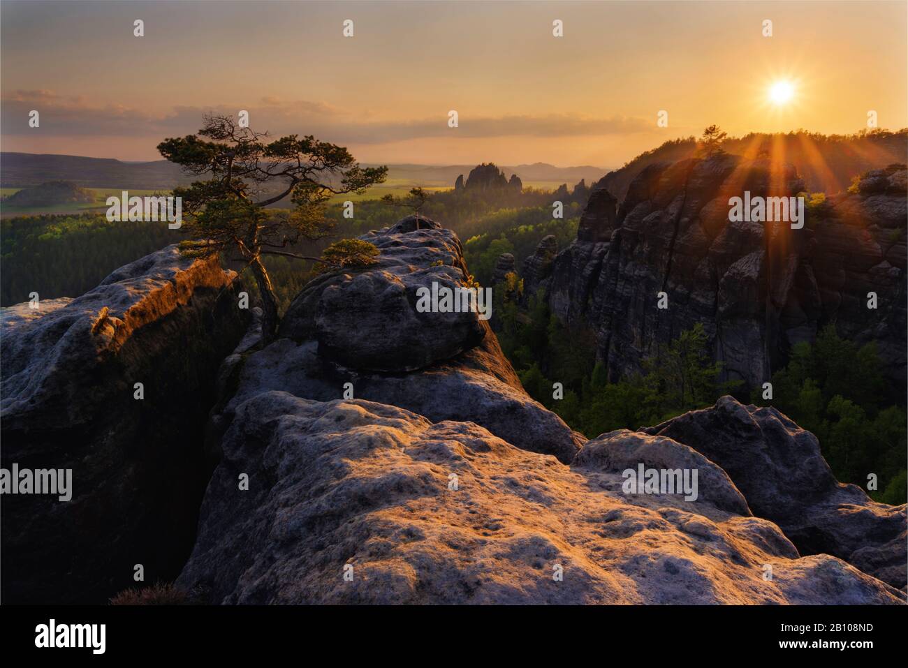 Pino solitario nelle montagne Di Pietra Arenaria dell'Elba al tramonto alla luce della sera, Lehnriff, Svizzera sassone, Sassonia, Germania Foto Stock