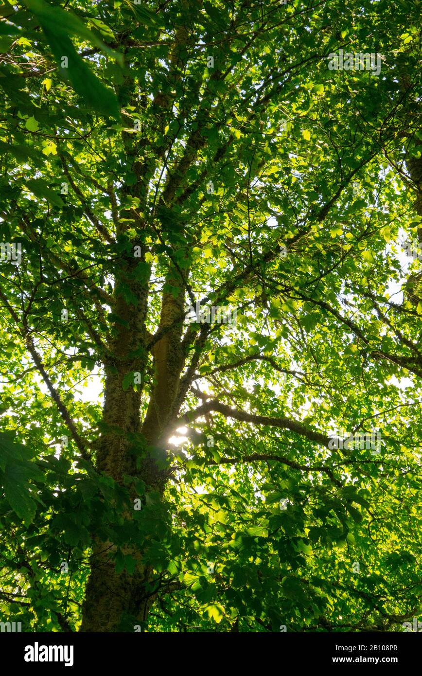 Un Sycamore Maple Tree ( Acer pseudoplatanus ) in estate in Scozia UK Foto Stock