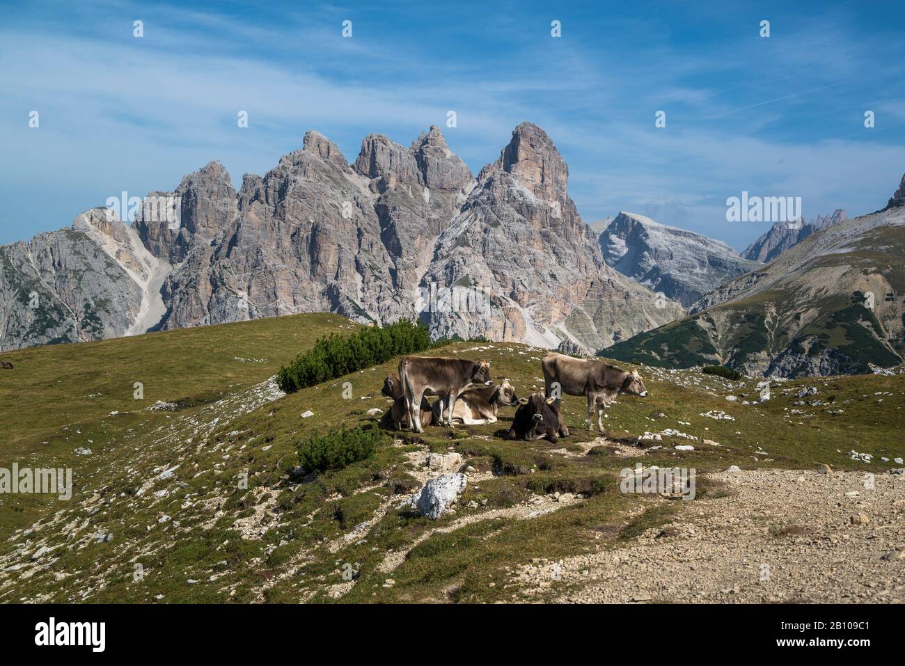 Mucche Nel Parco Naturale Delle Tre Cime, Dolomiti, Alto Adige, Italia Foto Stock