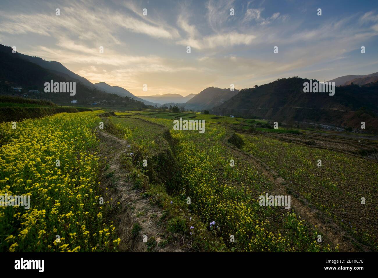 Fiori gialli su terrazze lungo la Siddhartha Highway, Nepal Foto Stock