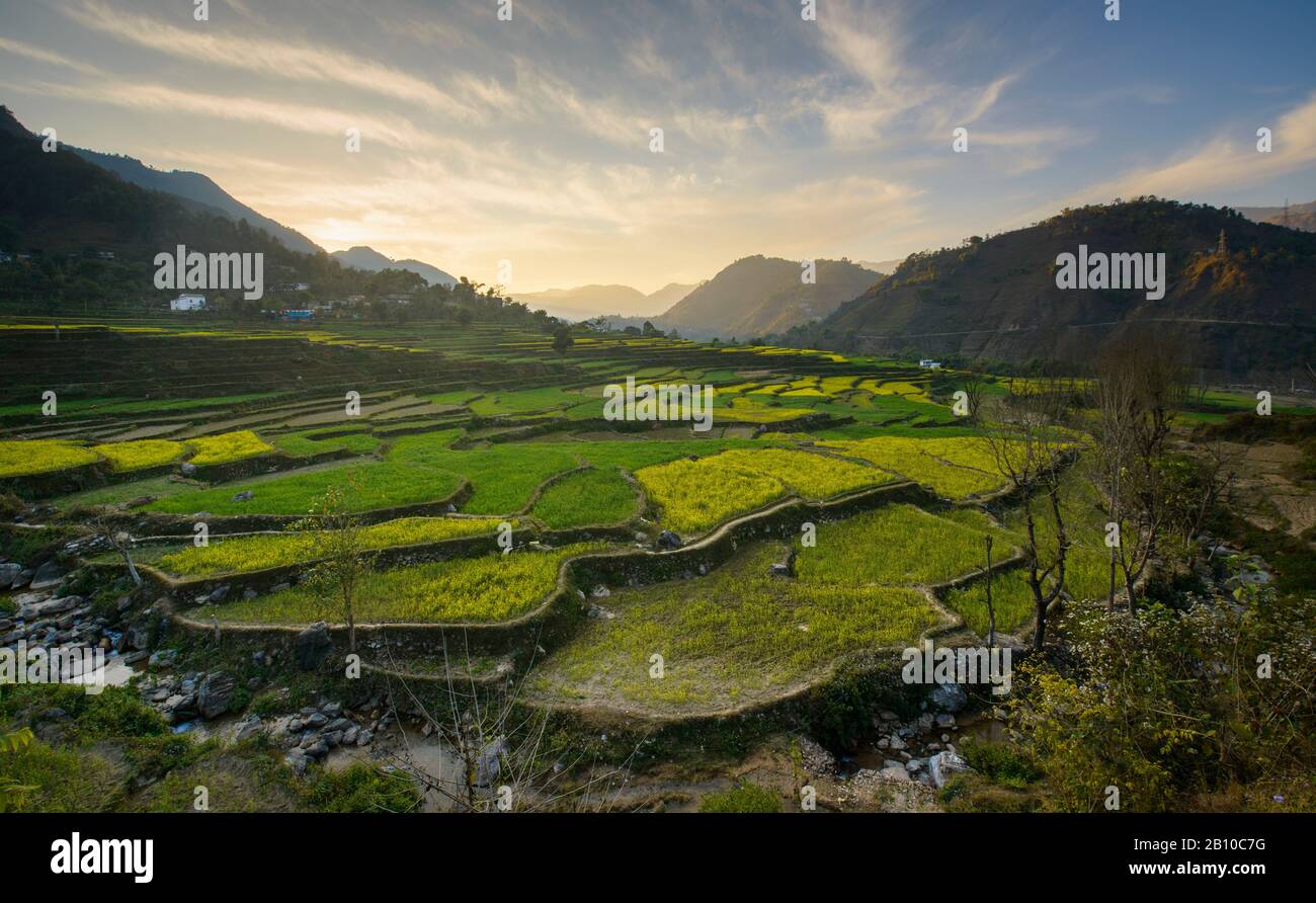 Fiori gialli su terrazze lungo la Siddhartha Highway, Nepal Foto Stock