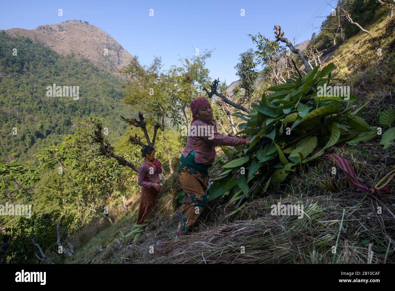 Le donne del villaggio raccolgono le foglie dell'albero nell'Himalaya anteriore, Nepal Foto Stock