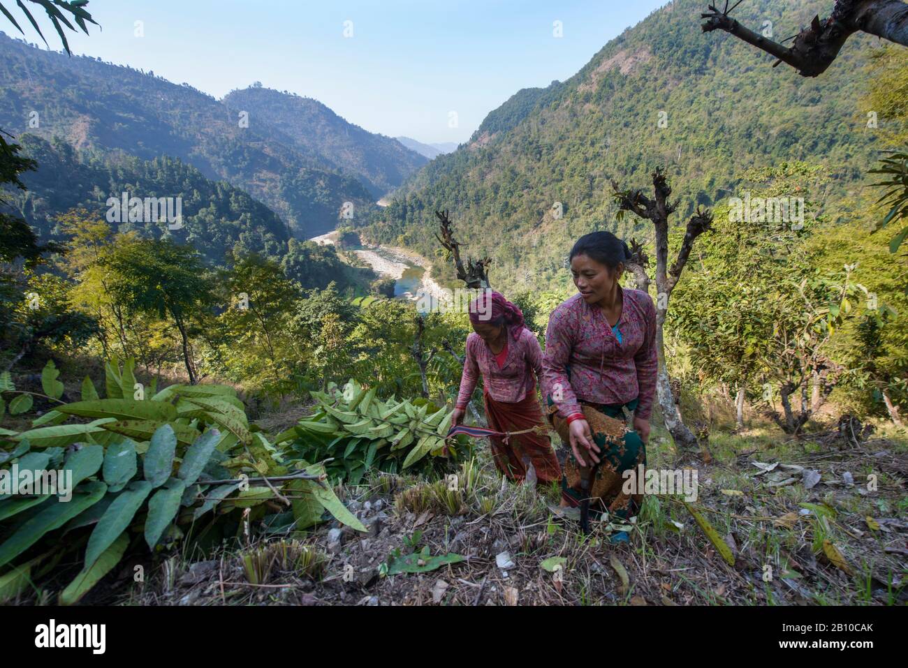 Le donne del villaggio raccolgono le foglie dell'albero nell'Himalaya anteriore, Nepal Foto Stock
