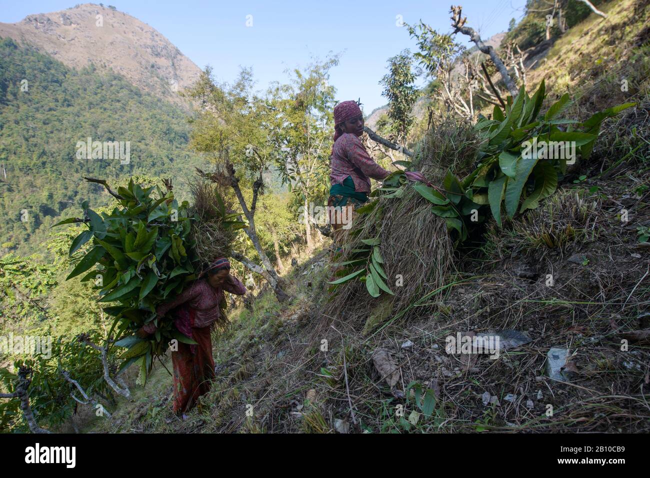 Le donne del villaggio raccolgono le foglie dell'albero nell'Himalaya anteriore, Nepal Foto Stock